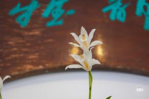 中山公园花展