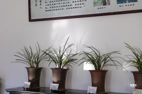 中山公园花展