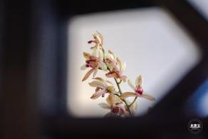 中山公园花展
