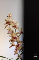 中山公园花展