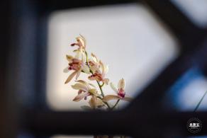 中山公园花展