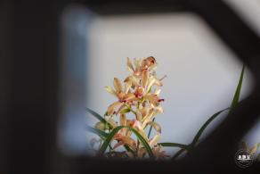 中山公园花展