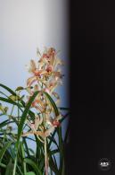 中山公园花展