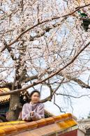 北海公园桃花