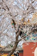 北海公园桃花