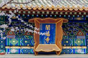 北海公园桃花