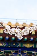 北海公园桃花