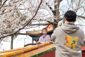 北海公园桃花