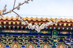 北海公园桃花