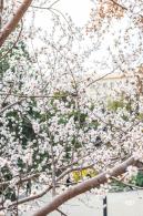 北海公园桃花
