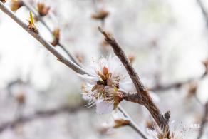 北海公园桃花