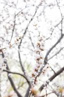 北海公园桃花