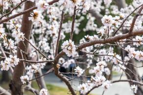 北海公园桃花