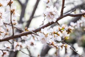 北海公园桃花