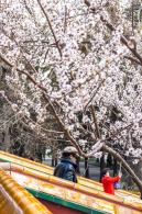 北海公园桃花