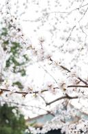 北海公园桃花