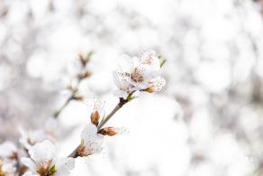 北海公园桃花