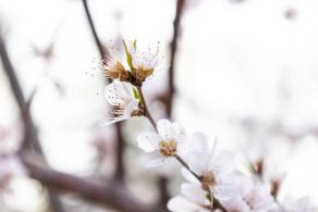 北海公园桃花