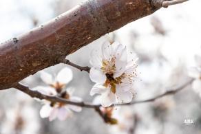 北海公园桃花