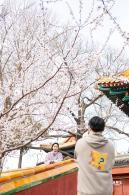 北海公园桃花