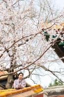 北海公园桃花