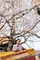 北海公园桃花