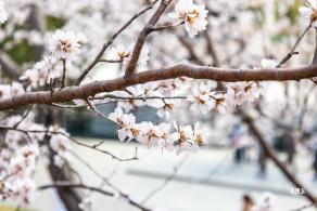 北海公园桃花