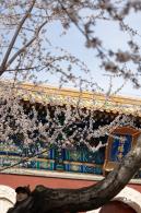 北海公园桃花