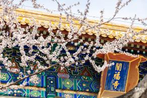 北海公园桃花