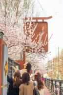 十里堡桃花