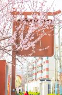 十里堡桃花