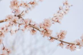 十里堡桃花
