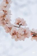 十里堡桃花