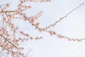 十里堡桃花
