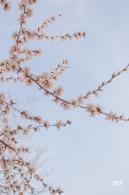 十里堡桃花