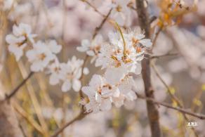 十里堡桃花