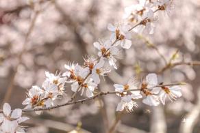 十里堡桃花