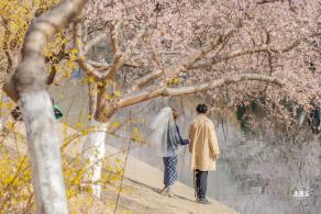 十里堡桃花