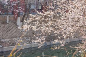 十里堡桃花