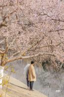 十里堡桃花