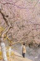 十里堡桃花