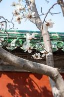 天坛斋宫玉兰