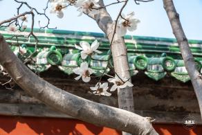 天坛斋宫玉兰