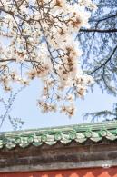 天坛斋宫玉兰