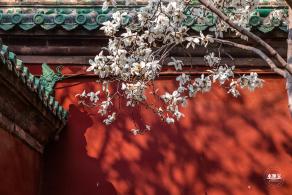 天坛斋宫玉兰