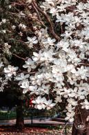 中山公园玉兰花