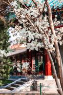 中山公园玉兰花