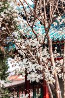中山公园玉兰花