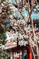 中山公园玉兰花