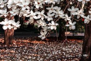 中山公园玉兰花